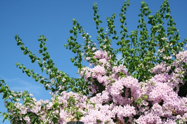 photo of Keffalonian Flowers